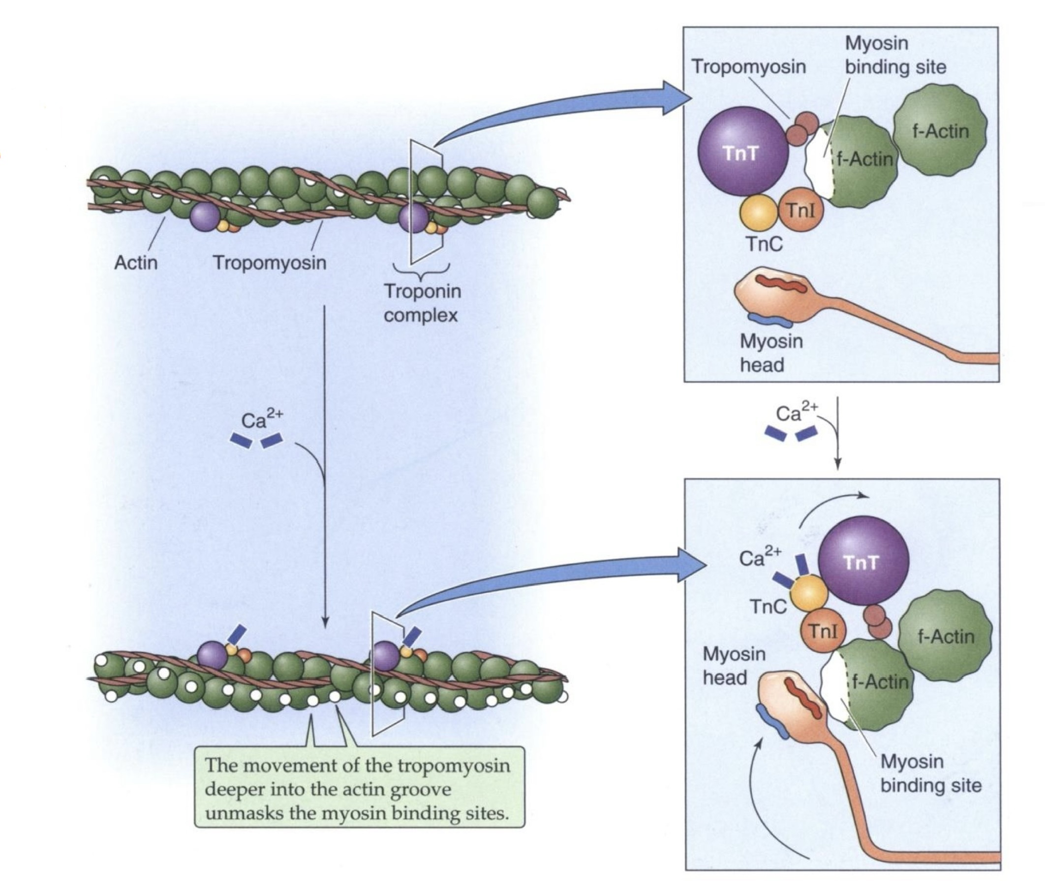 Quá trình actin gắn với myosin gây co cơ khi có Ca++
