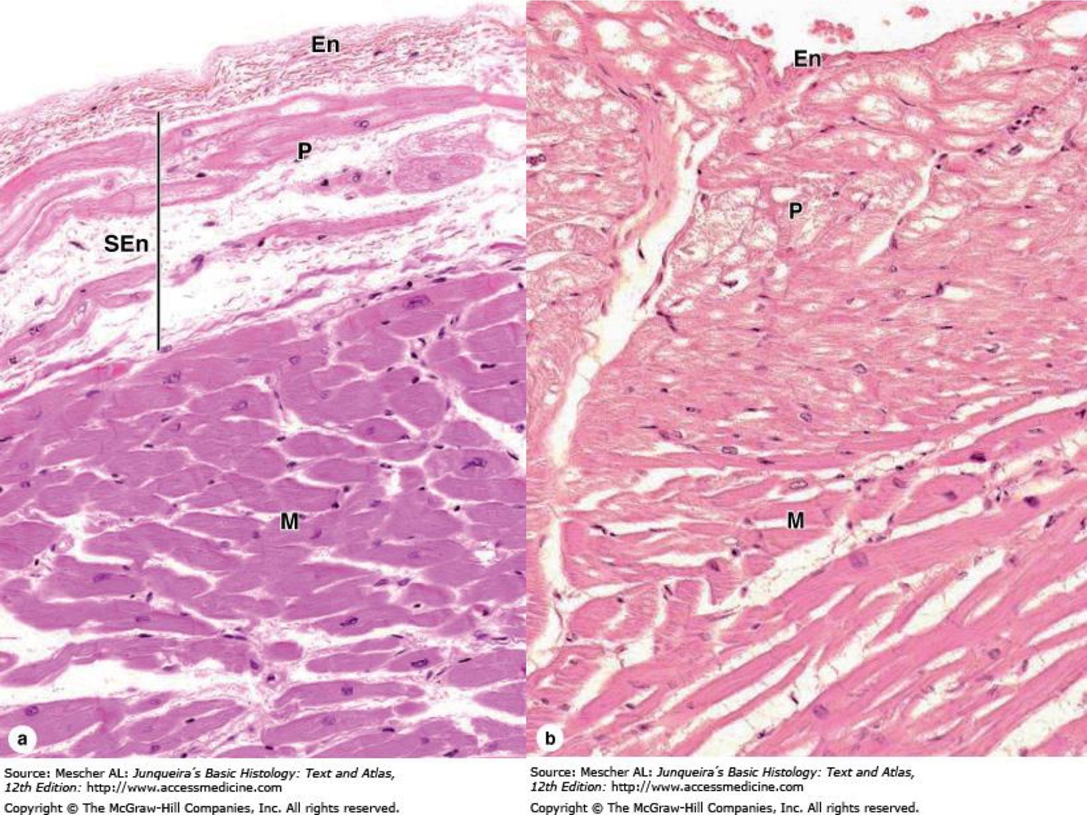 Lớp nội tâm mạc