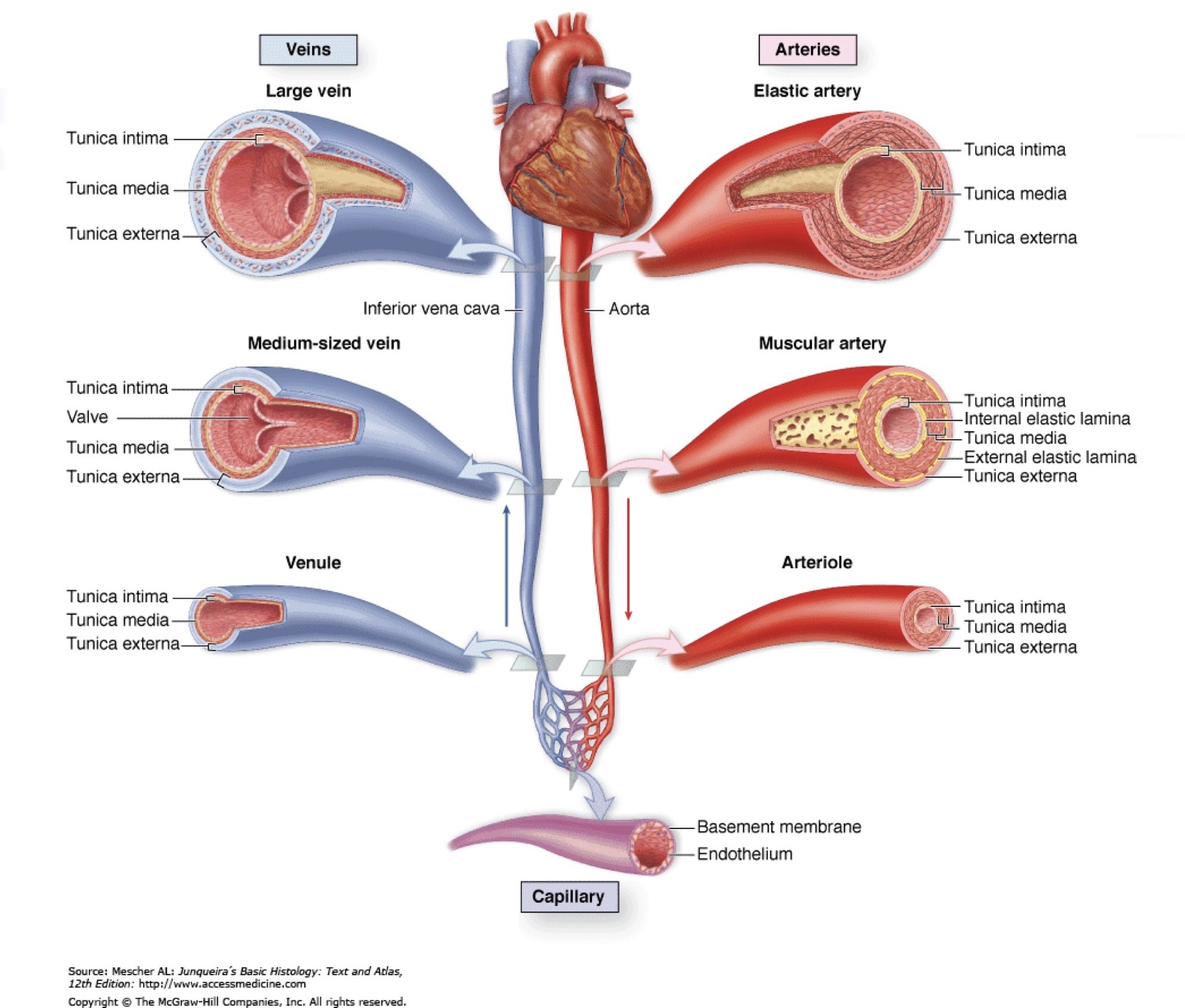 ĐM chun - TM lớn, ĐM cơ - TM trung bình, Tiểu ĐM - Tiểu TM và mao mạch