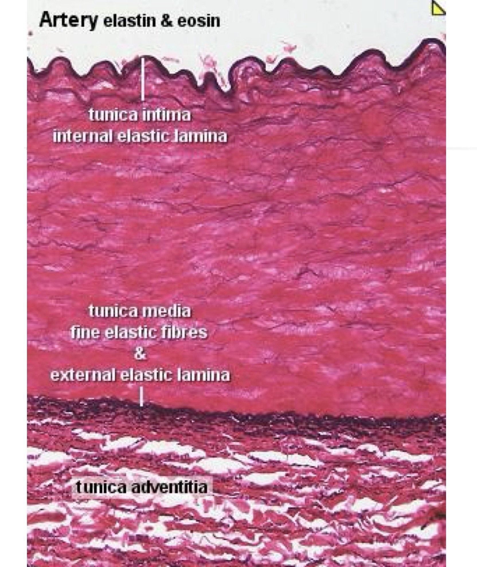 Mô học ĐM chun: ỉnternal elastic lamina - chun trong; external elastic lamina - chun ngoài