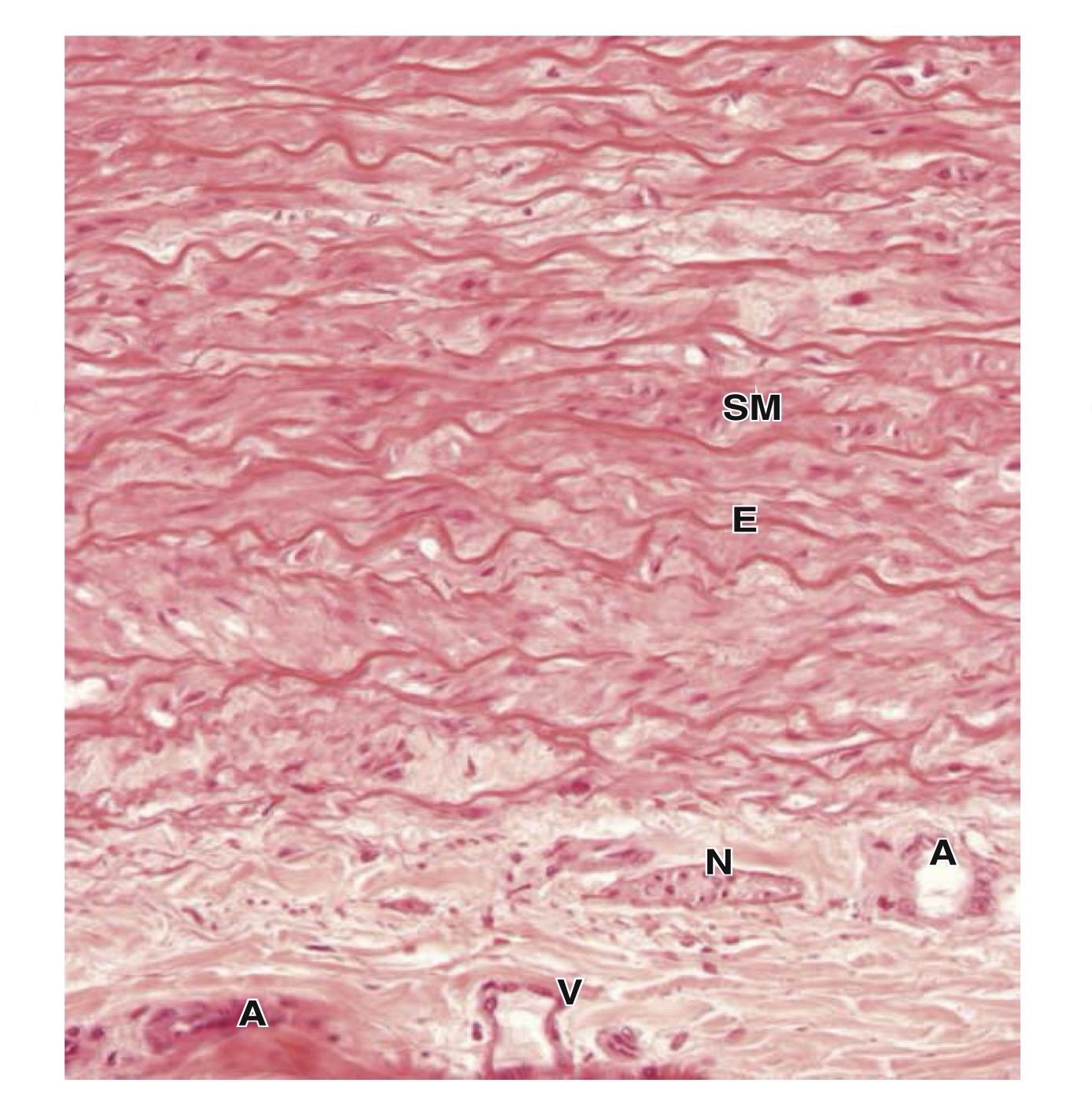 Lớp áo ngoài của ĐM chung