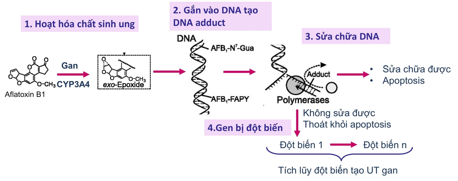Aflatoxin do nấm Aspergillus tiết ra trong thực phẩm mốc