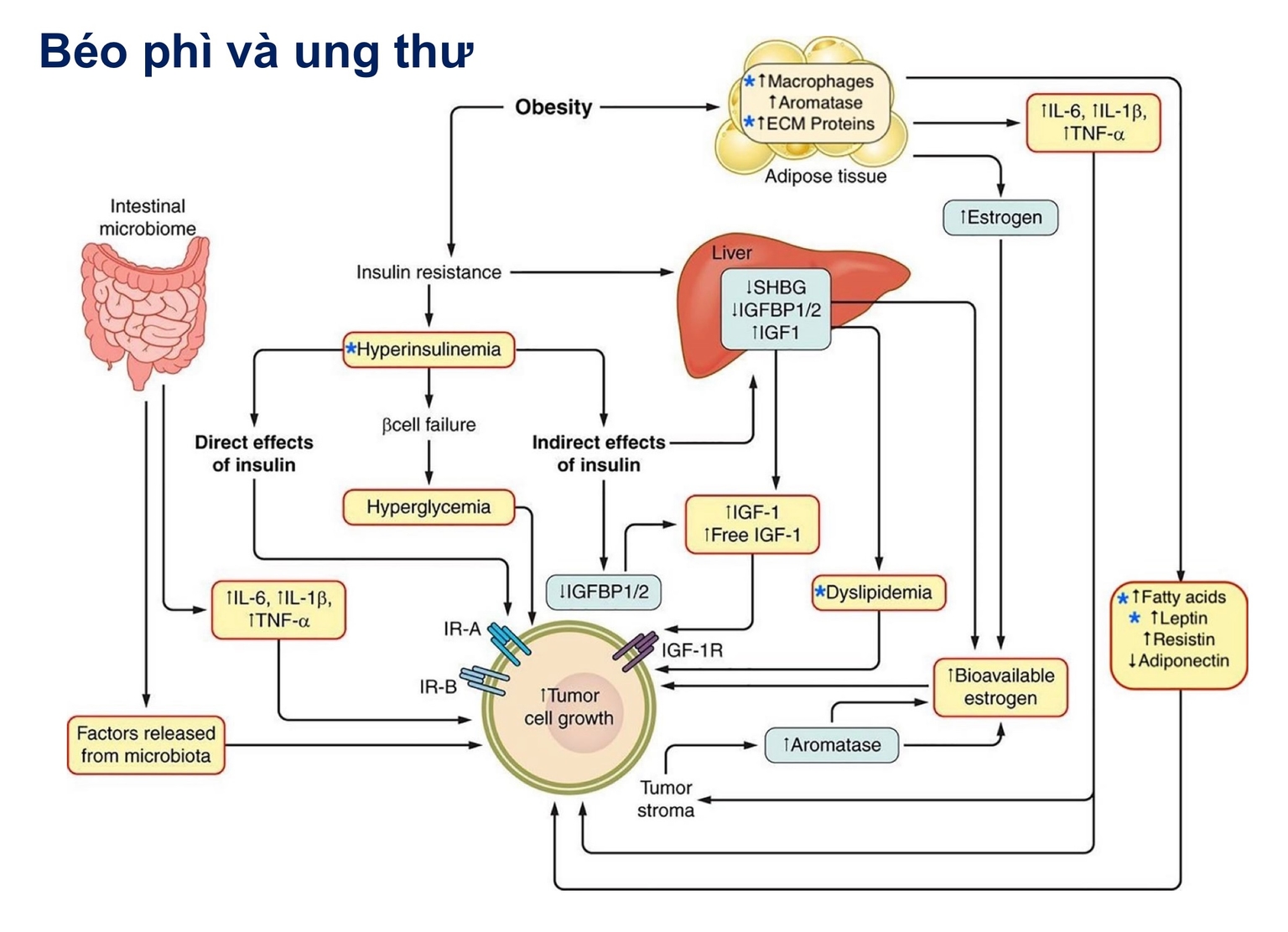 Béo phì và nguy cơ UT