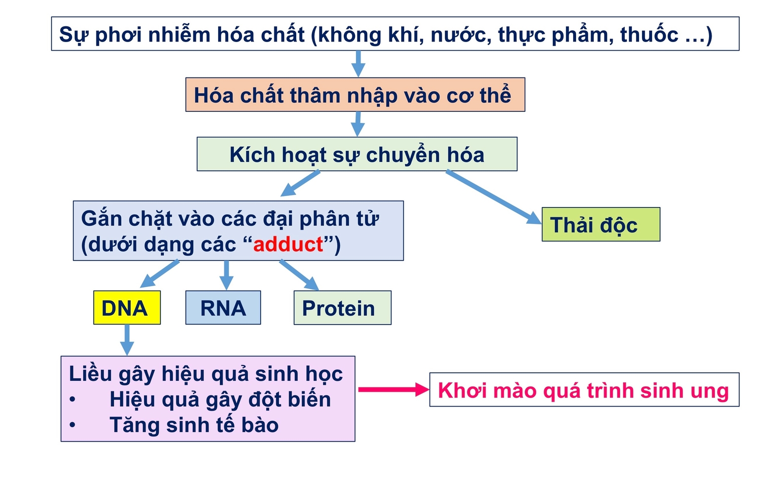 Cơ chế gây độc gene