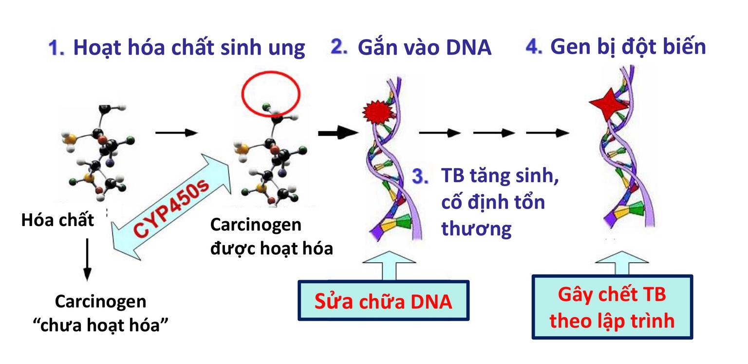 CYP450s hoạt hoá carcinogen