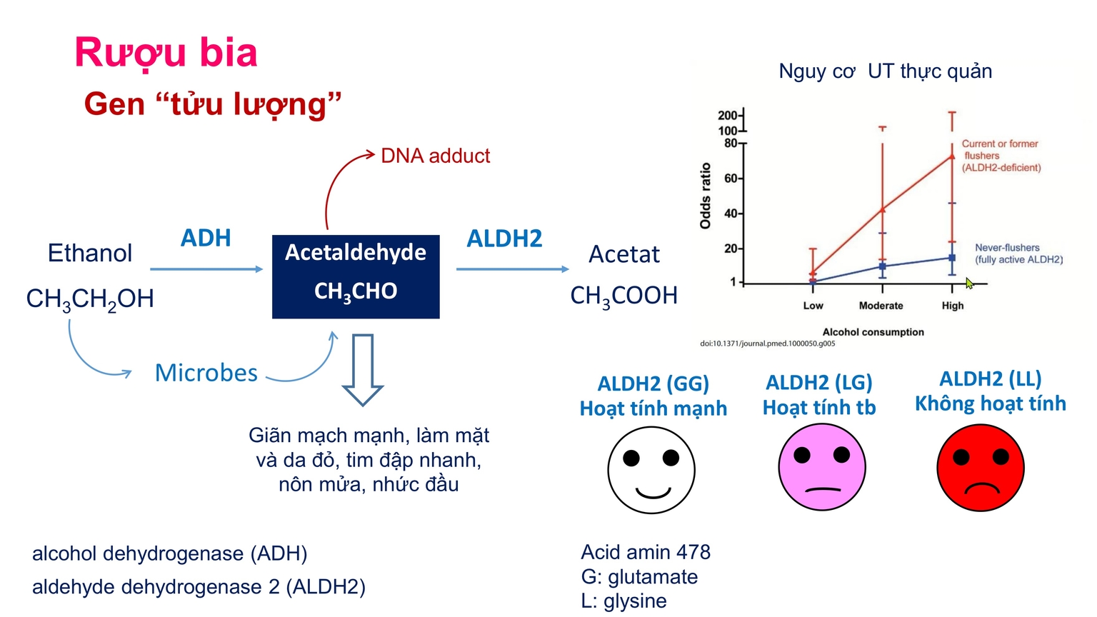 Gen "tửu lượng"