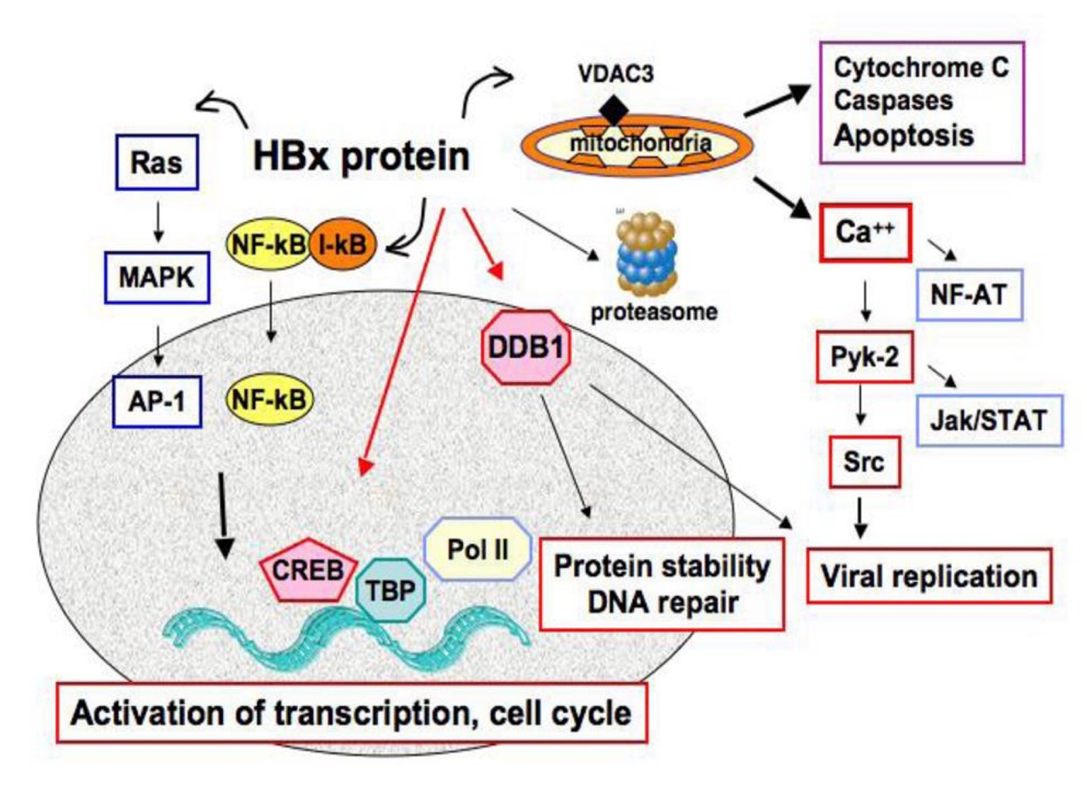 Cơ chế gây ung thư của HBx - viêm gan B