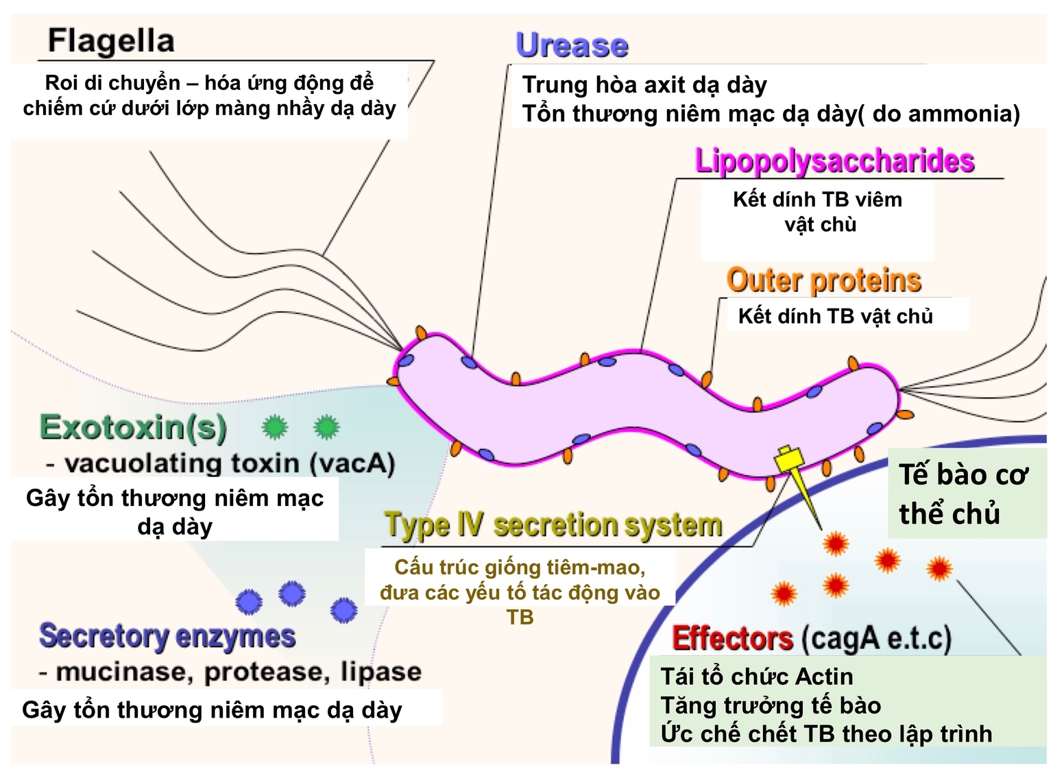 Các độc tố do vi khuẩn HP tiết ra