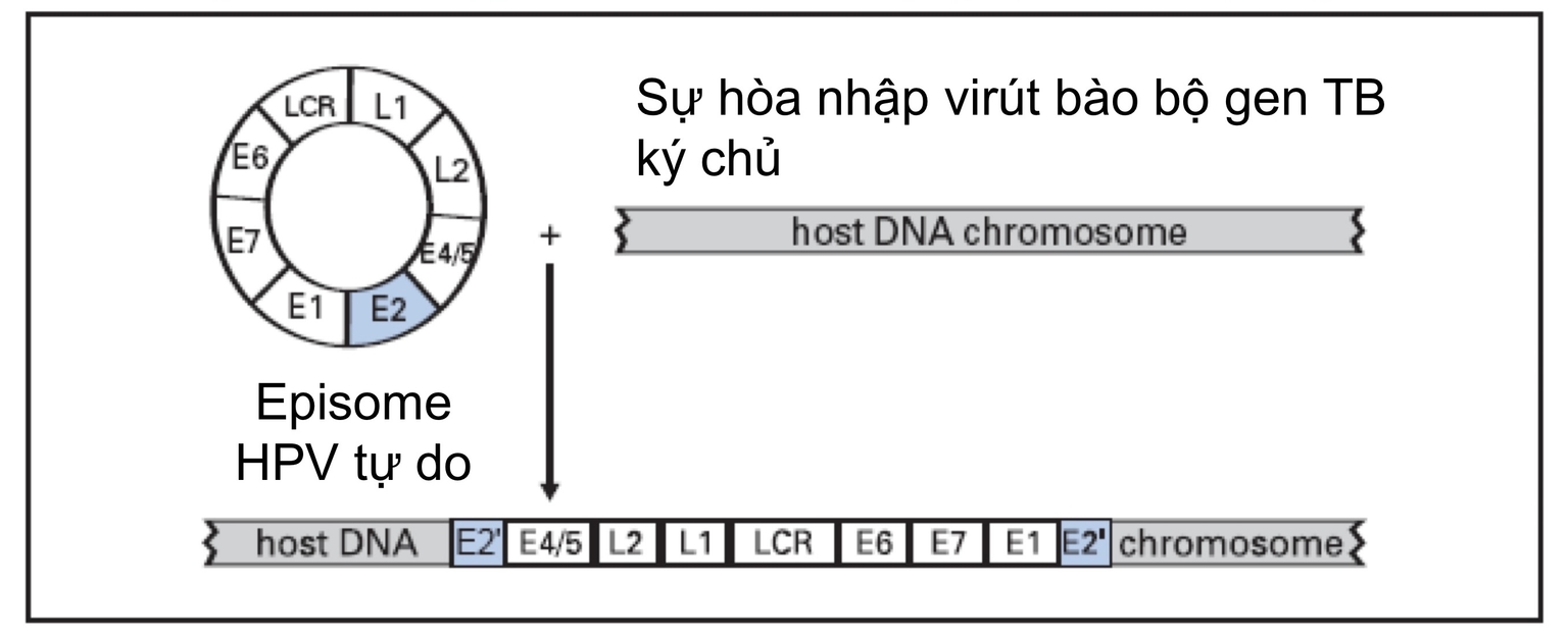 Epiosome HPV hoà nhập vào bộ gen TB làm đứt E2