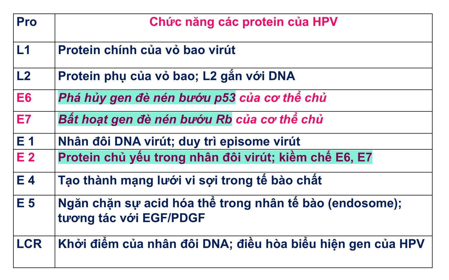 E6, E7 gây bất hoạt gene đè nén u trong khi E2 bất hoạt gen E6, E7