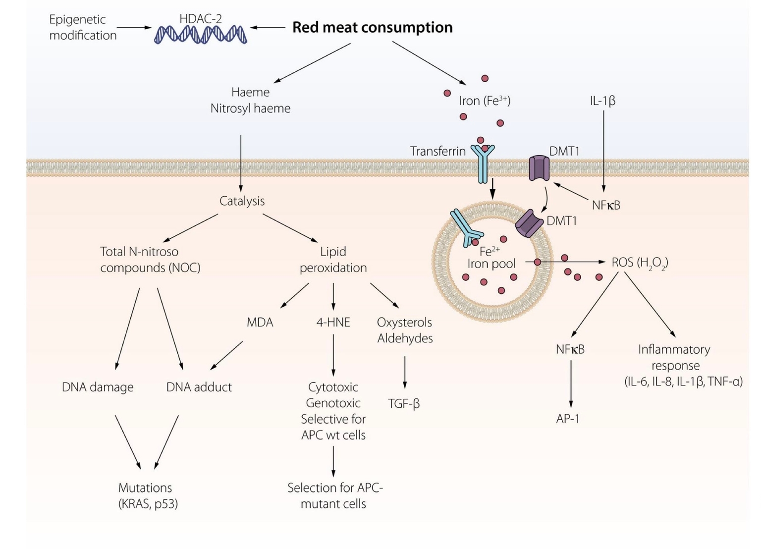 Cơ chế thịt đỏ gây ung thư
