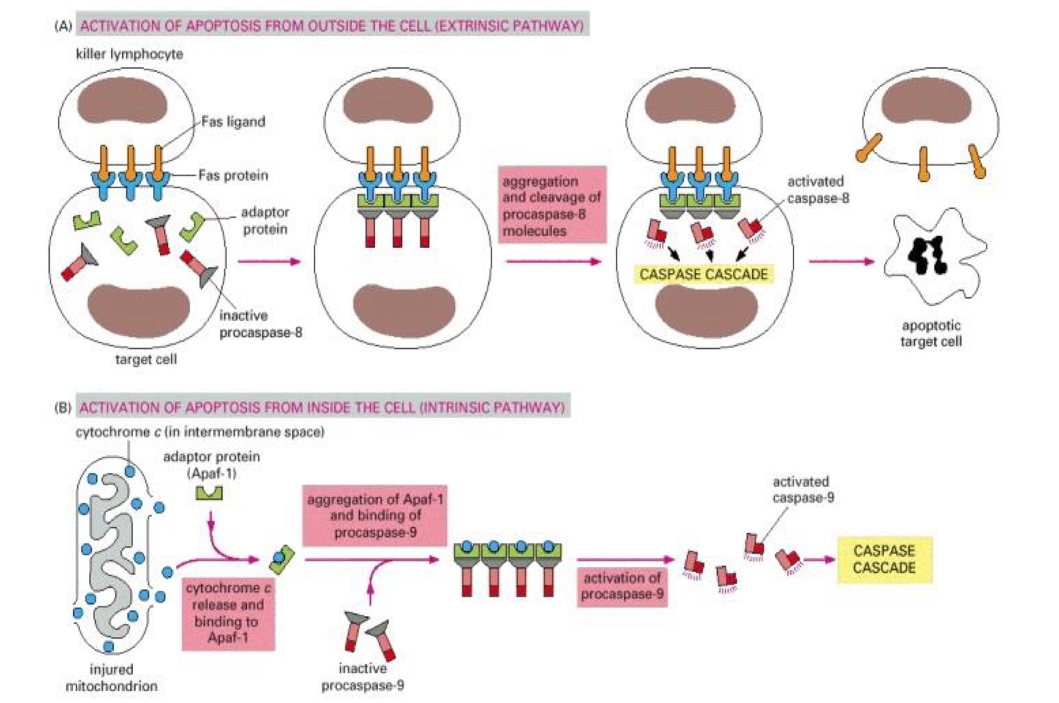 Hai con đường hoạt hóa caspase: Nội sinh và Ngoại sinh