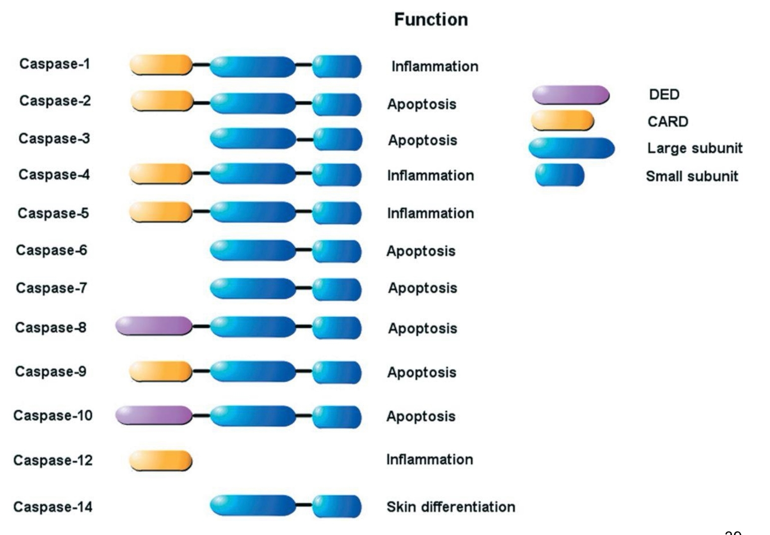 Chức năng của caspase