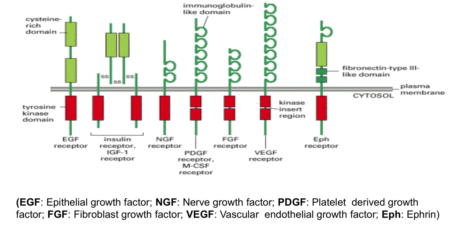 Cấu trúc thụ thể tyrosine kinase