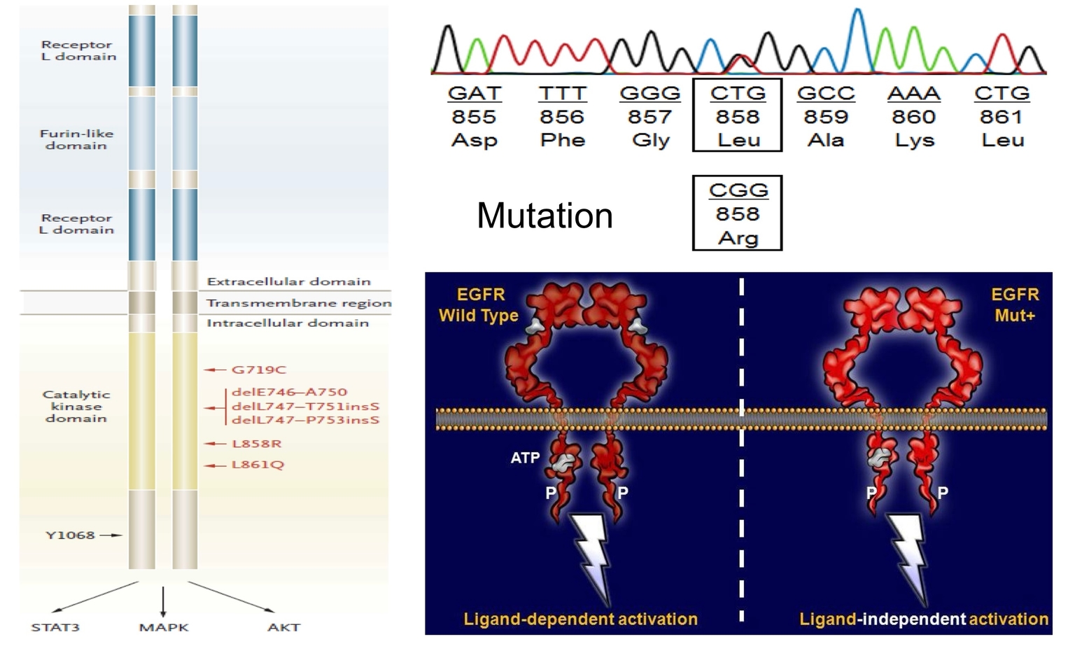 Đột biến gene EGFR/ ung thư phổi: Thụ thể được hoạt hóa không cần phối tử