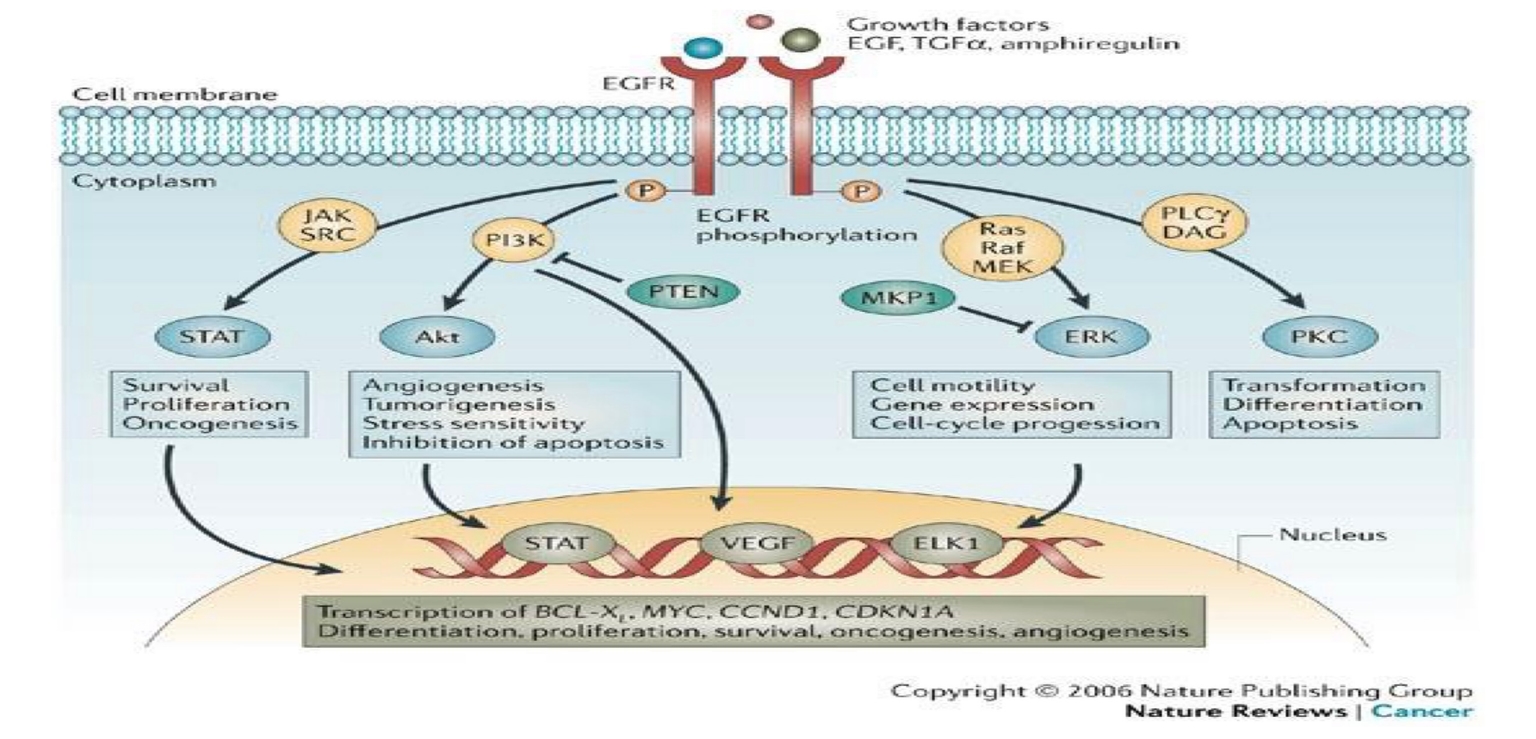 Các đường tín hiệu truyền vào nhân TB