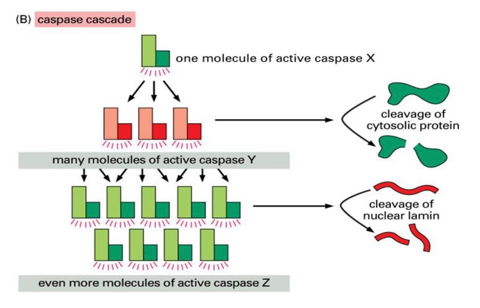 Hoạt hóa caspase