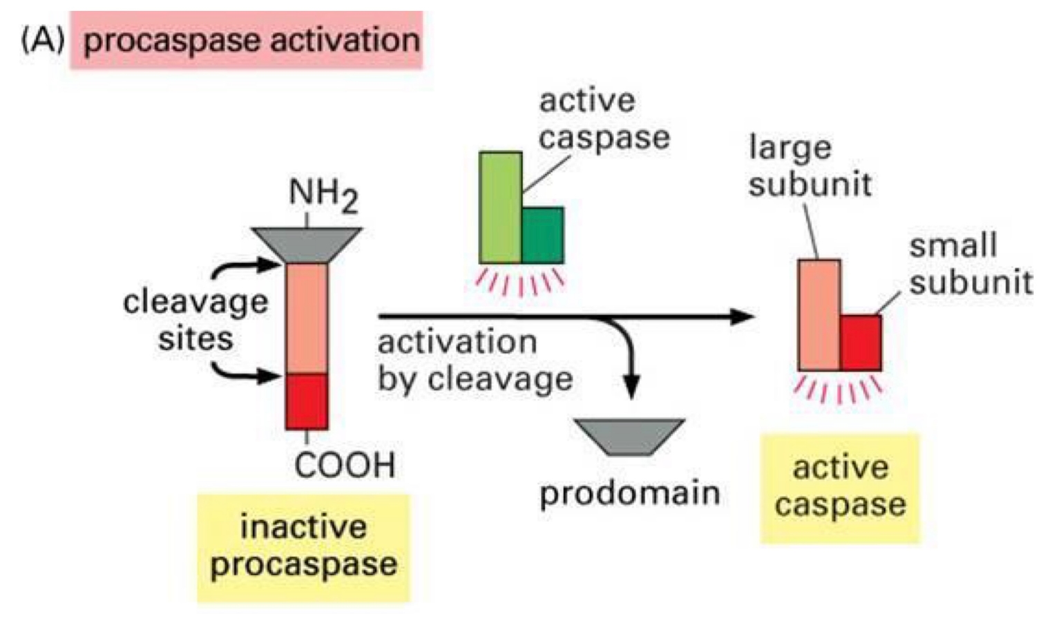 Hoạt hóa procaspase