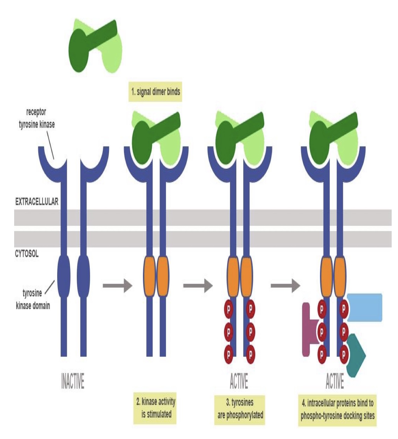 Cơ chế hoạt hoá thụ thể tyrosine kinase