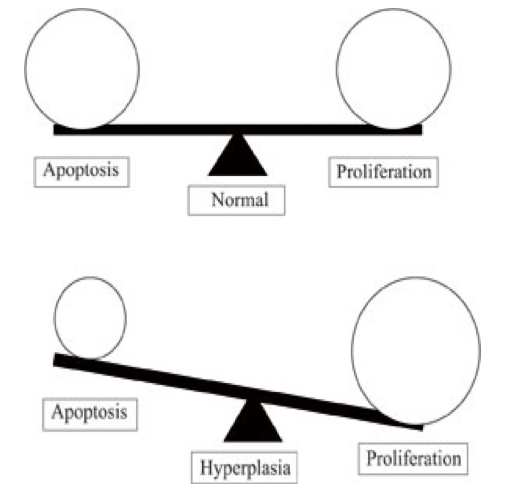 Hiện tượng tăng sản