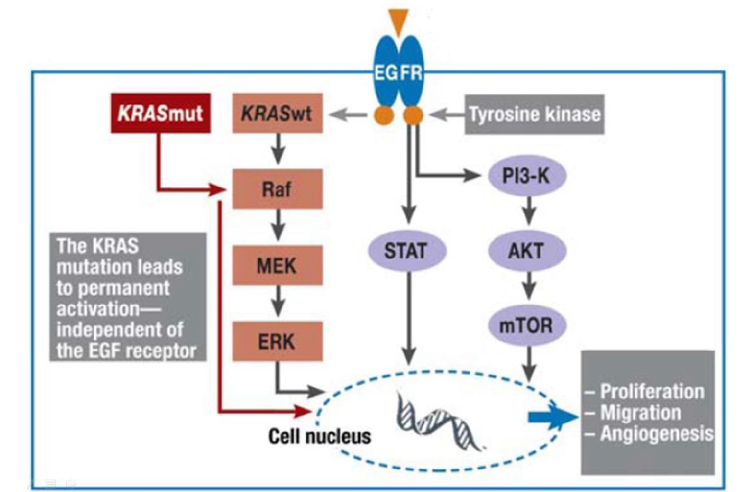 Hoạt động của kras đột biến - Không phụ thuộc thụ thể