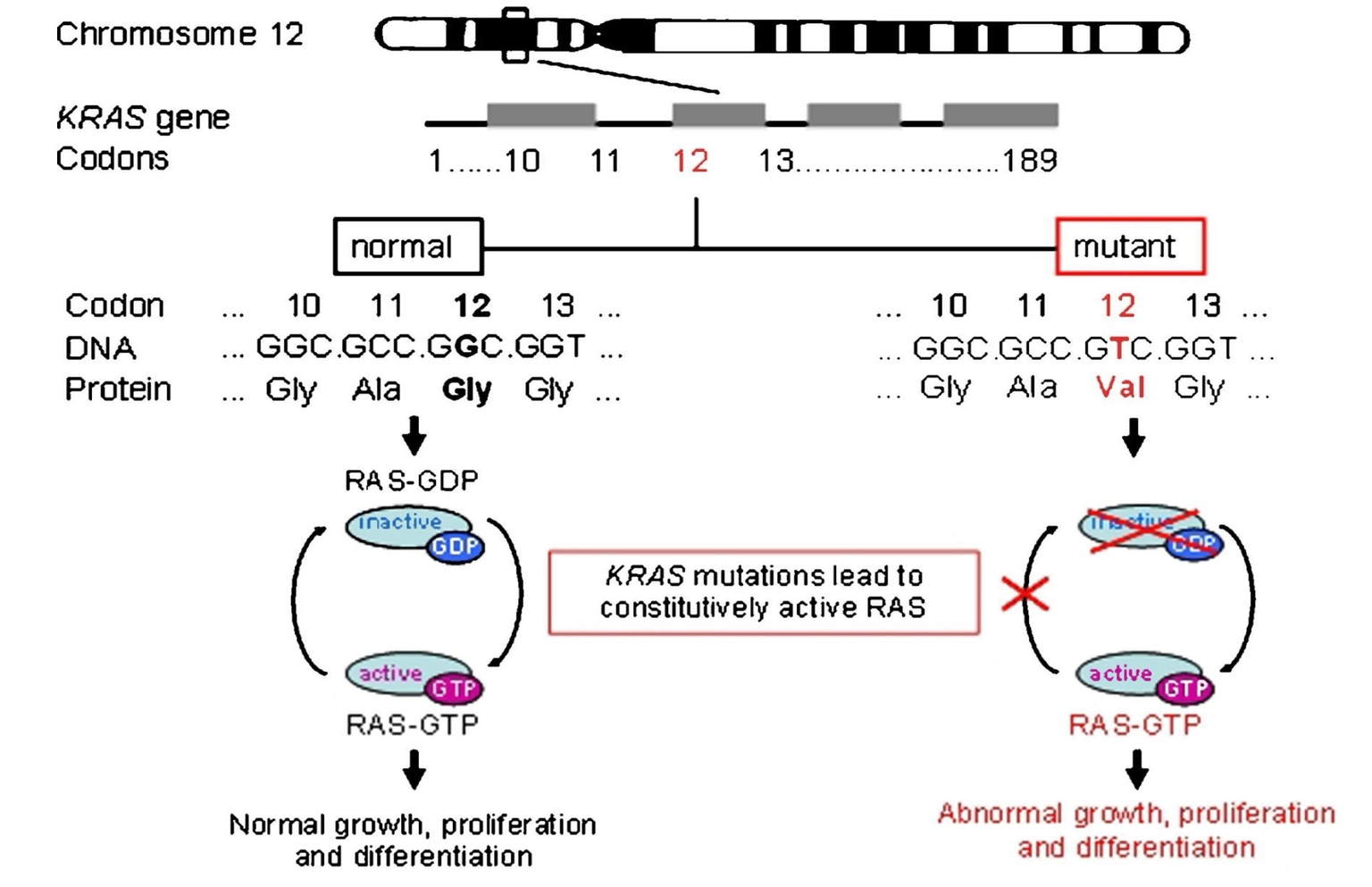 Chức năng của gene KRAS