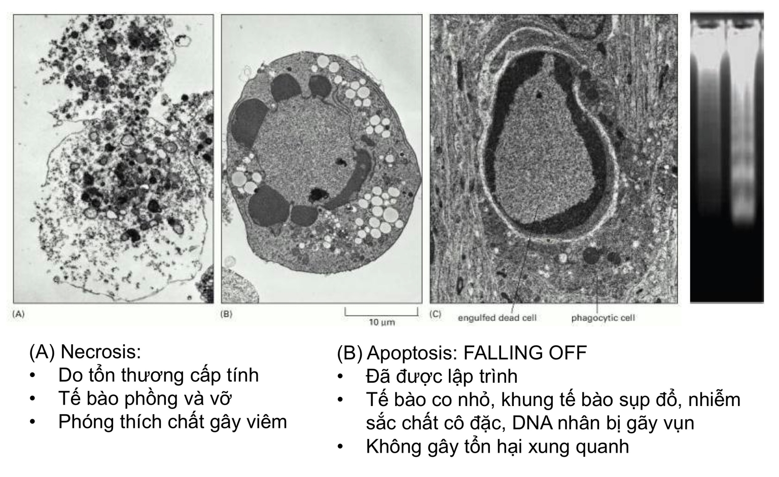 Necrosis và Apoptosis
