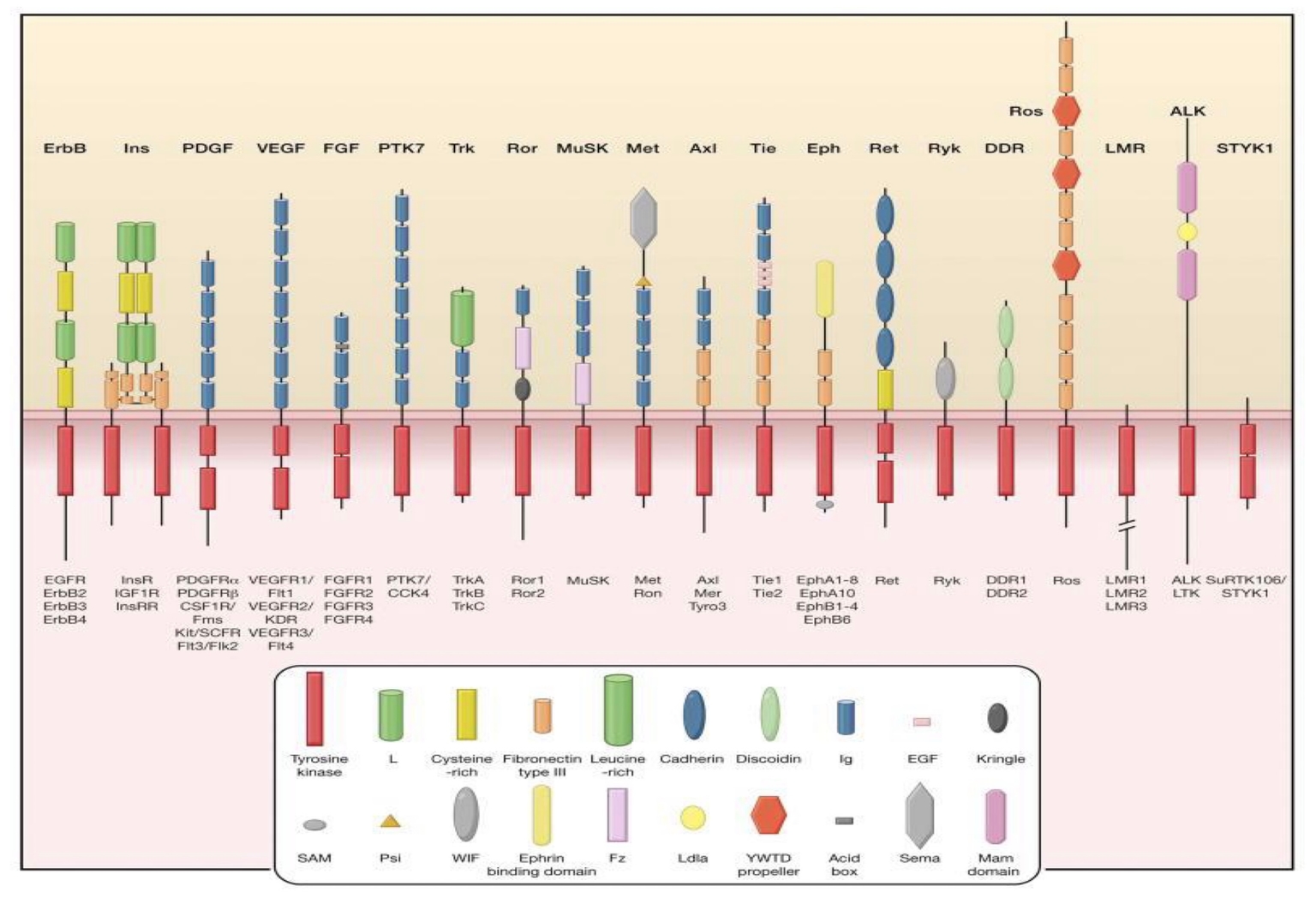 Các nhóm thụ thể tyrosine kinase