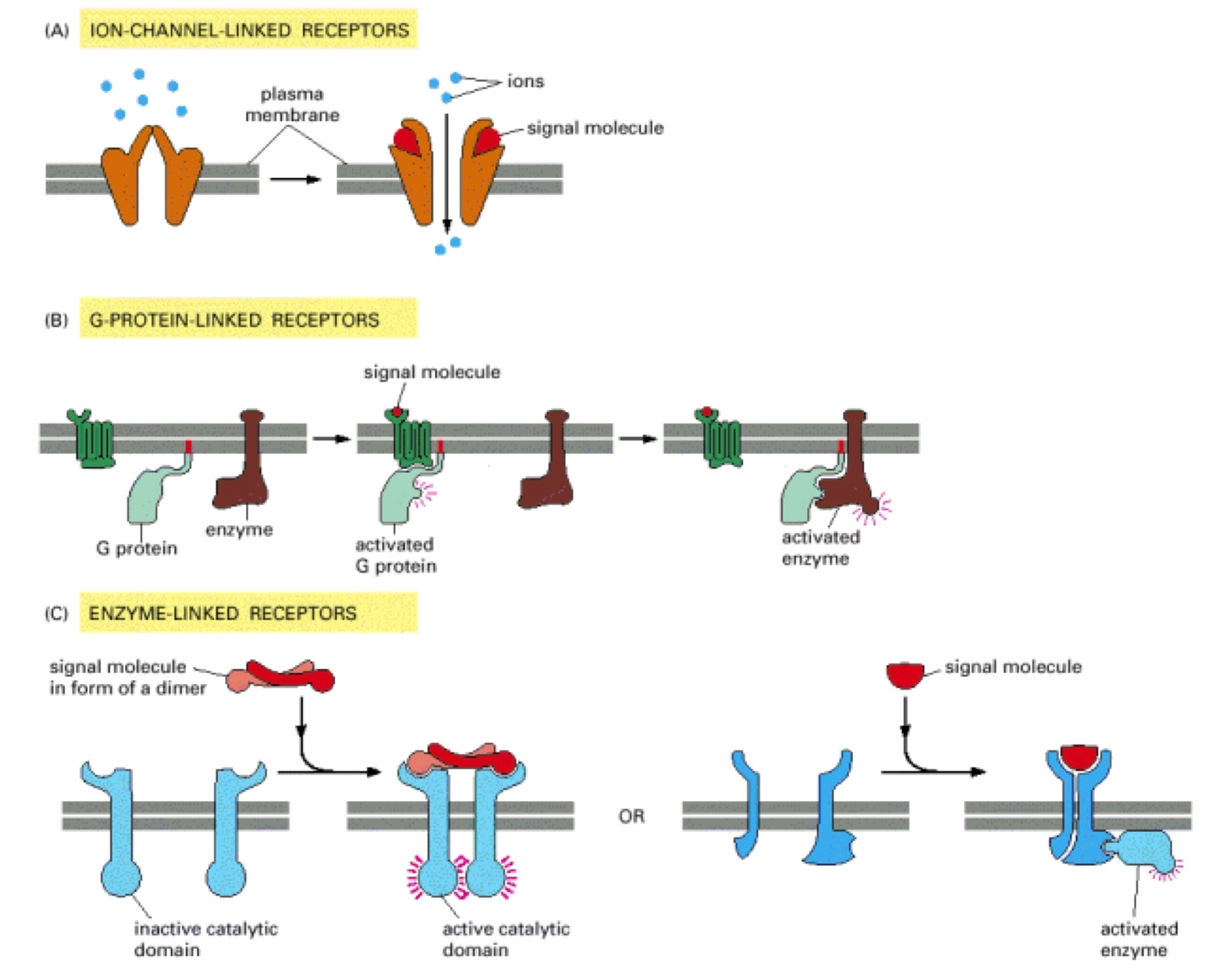Các nhóm thụ thể bề mặt