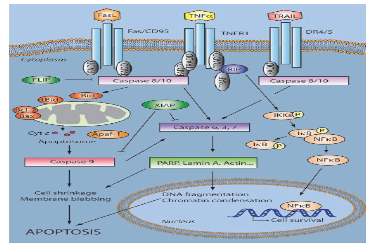 Mạng lưới tín hiệu phân tử gây apoptosis
