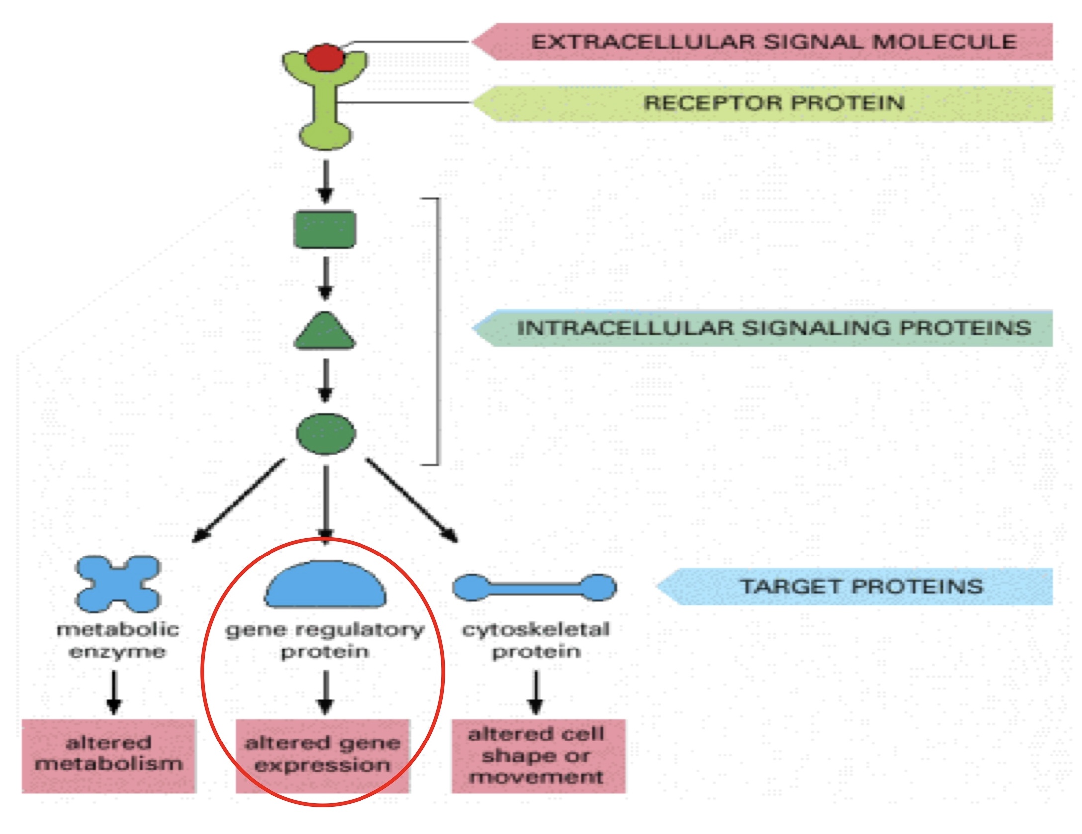 Mô hình truyền tín hiệu tế bào