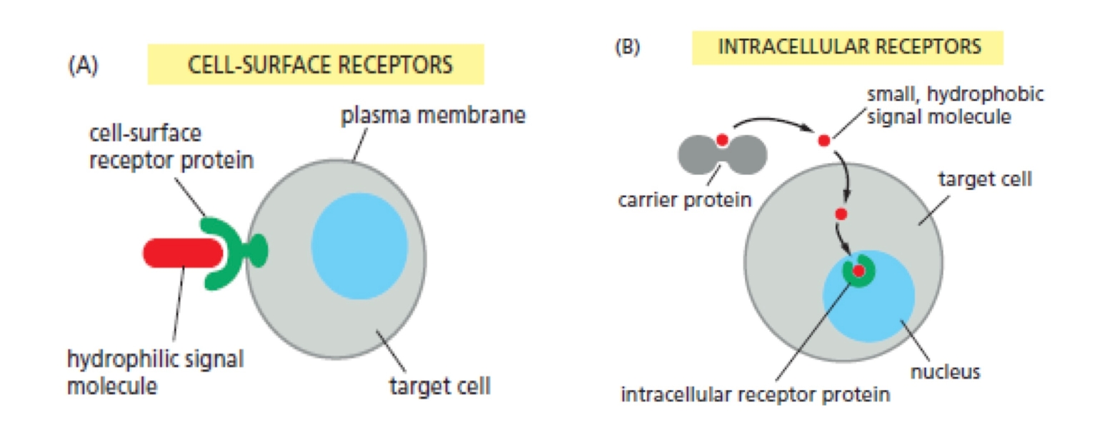 Thụ thể bề mặt và thụ thể nội bào